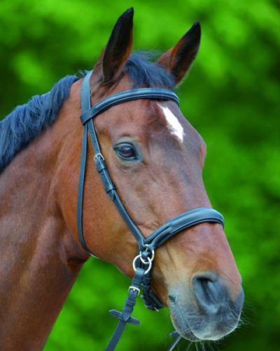 Bridon sans mors STAR