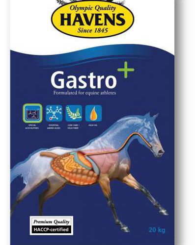 gastro.jpg