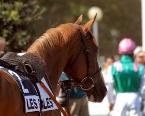 PROTECTIONS GALOPEURS