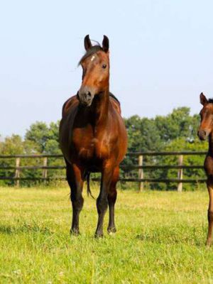 ELEVAGE/REPRODUCTION